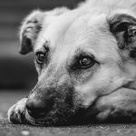 Imagen de Alexa en Pixabay