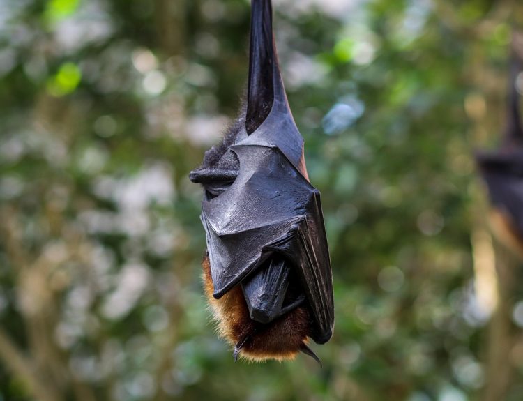 Imagen de khw80 en Pixabay